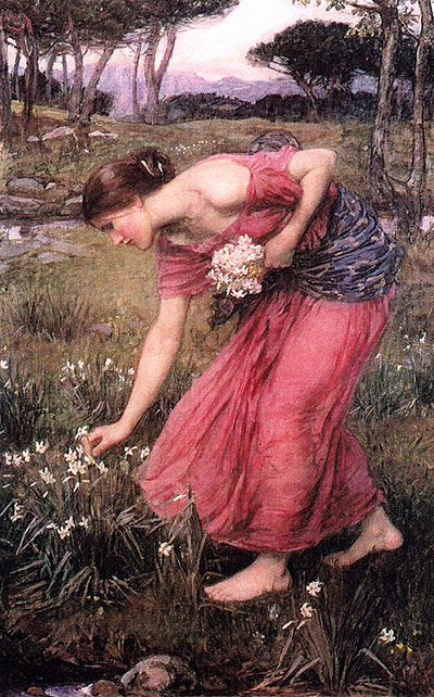 Narcissus